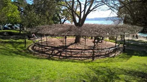 Jardim com estrutura circular de ramos sob árvore e relvado, com vista para o rio ao fundo