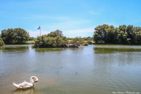 Lago do Parque da Cidade da Póvoa de Varzim com um cisne branco e árvores ao fundo
