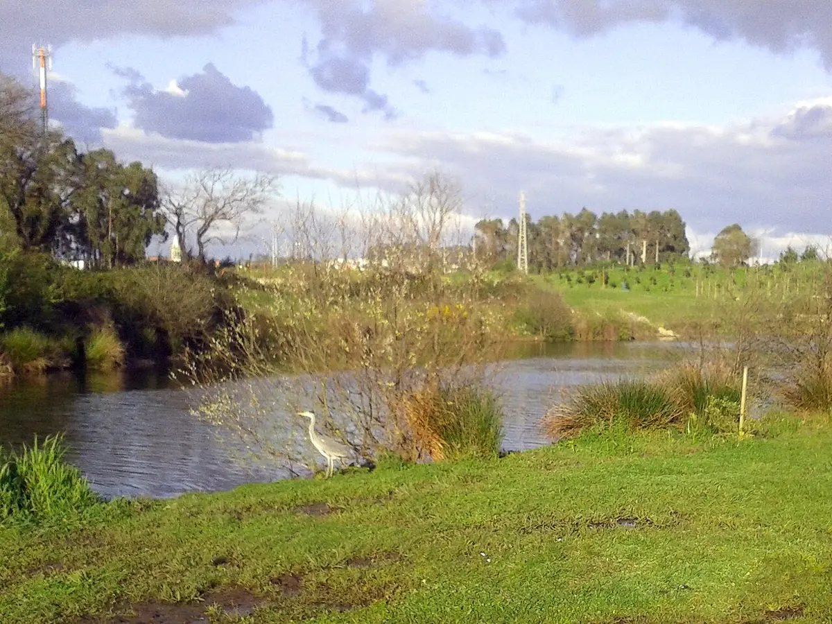 Garça junto a um lago com vegetação e relva no Parque da Cidade da Póvoa de Varzim