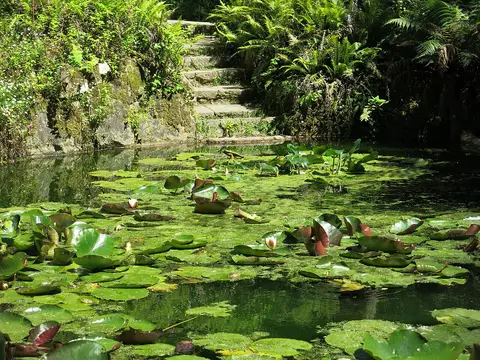 Lago com nenúfares e escadaria de pedra rodeada de vegetação no Parque da Pena