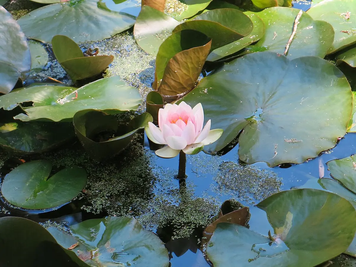 Nenúfar cor-de-rosa em flor num lago com folhas verdes, no Parque da Pena