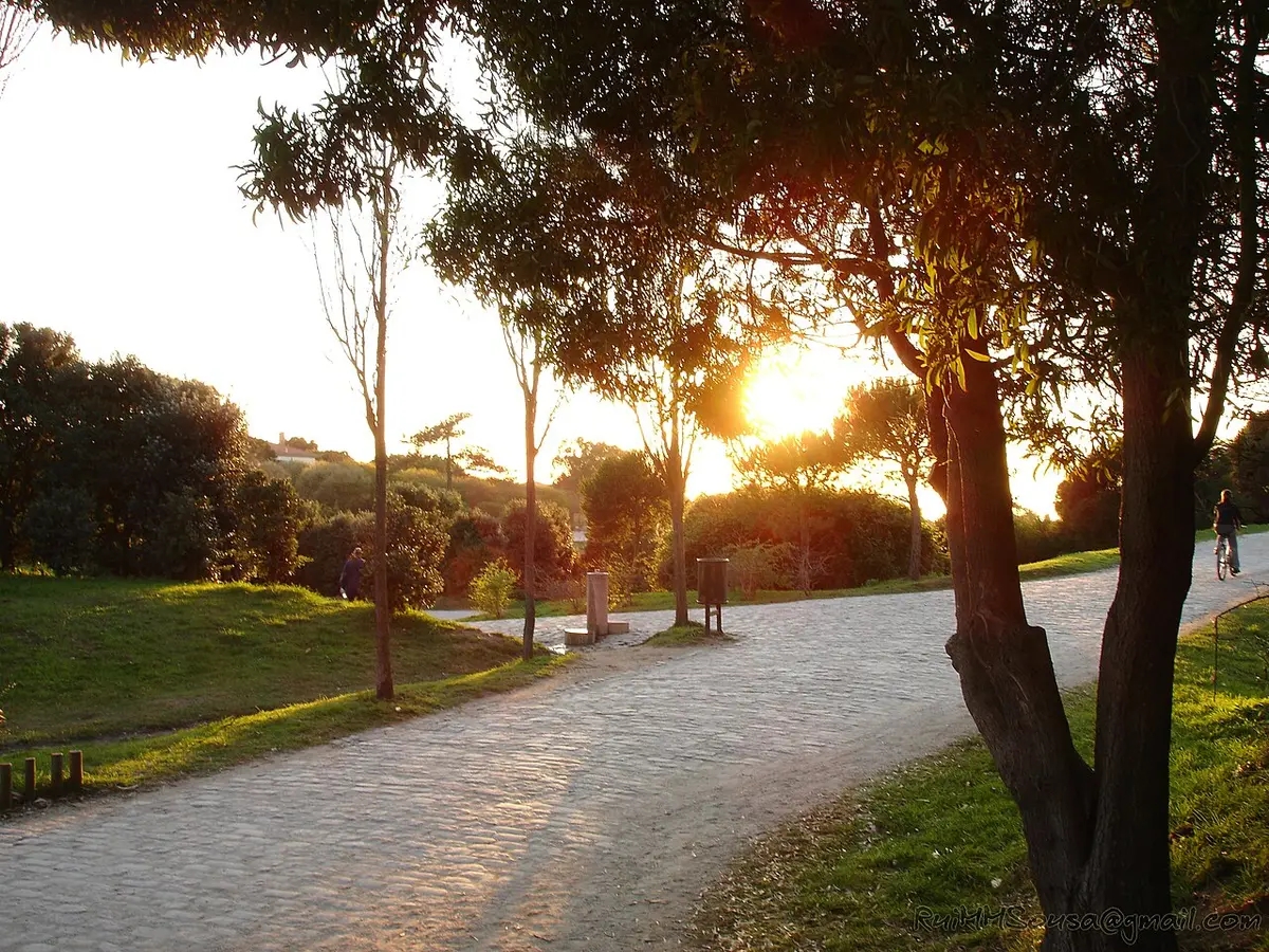 Caminho empedrado do Parque da Cidade entre relvados e árvores ao pôr do sol
