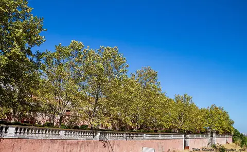 Árvores e muro com balaustrada do Jardim das Damas, em Lisboa, sob céu azul