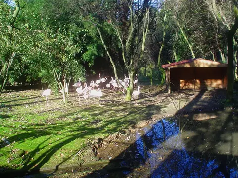 Grupo de flamingos num recinto arborizado com abrigo de madeira e lago, no Zoo de Lourosa