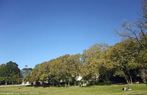 Relvado da Tapada das Necessidades com árvores e cúpula da estufa ao fundo, sob céu azul