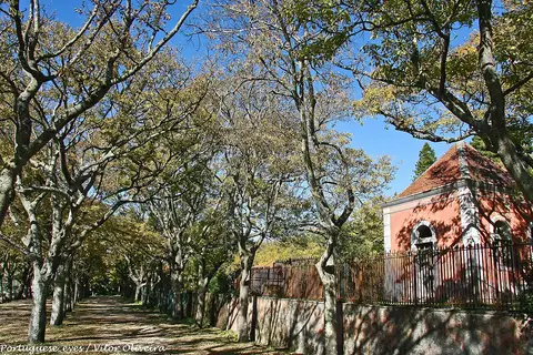 Alameda arborizada na Tapada das Necessidades, com gradeamento e pequeno edifício rosa ao fundo