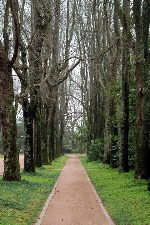 Alameda arborizada com caminho de saibro nos jardins de Serralves, no Porto